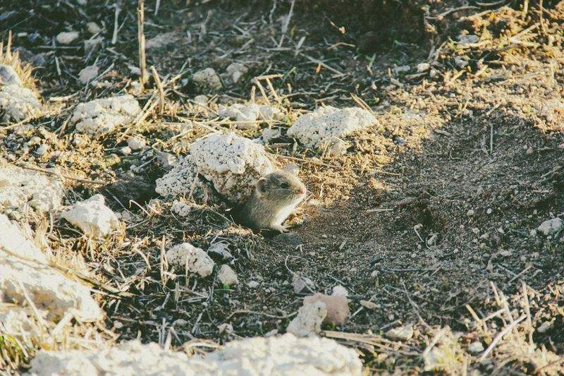 在宅ワークに合うマウス環境の整え方